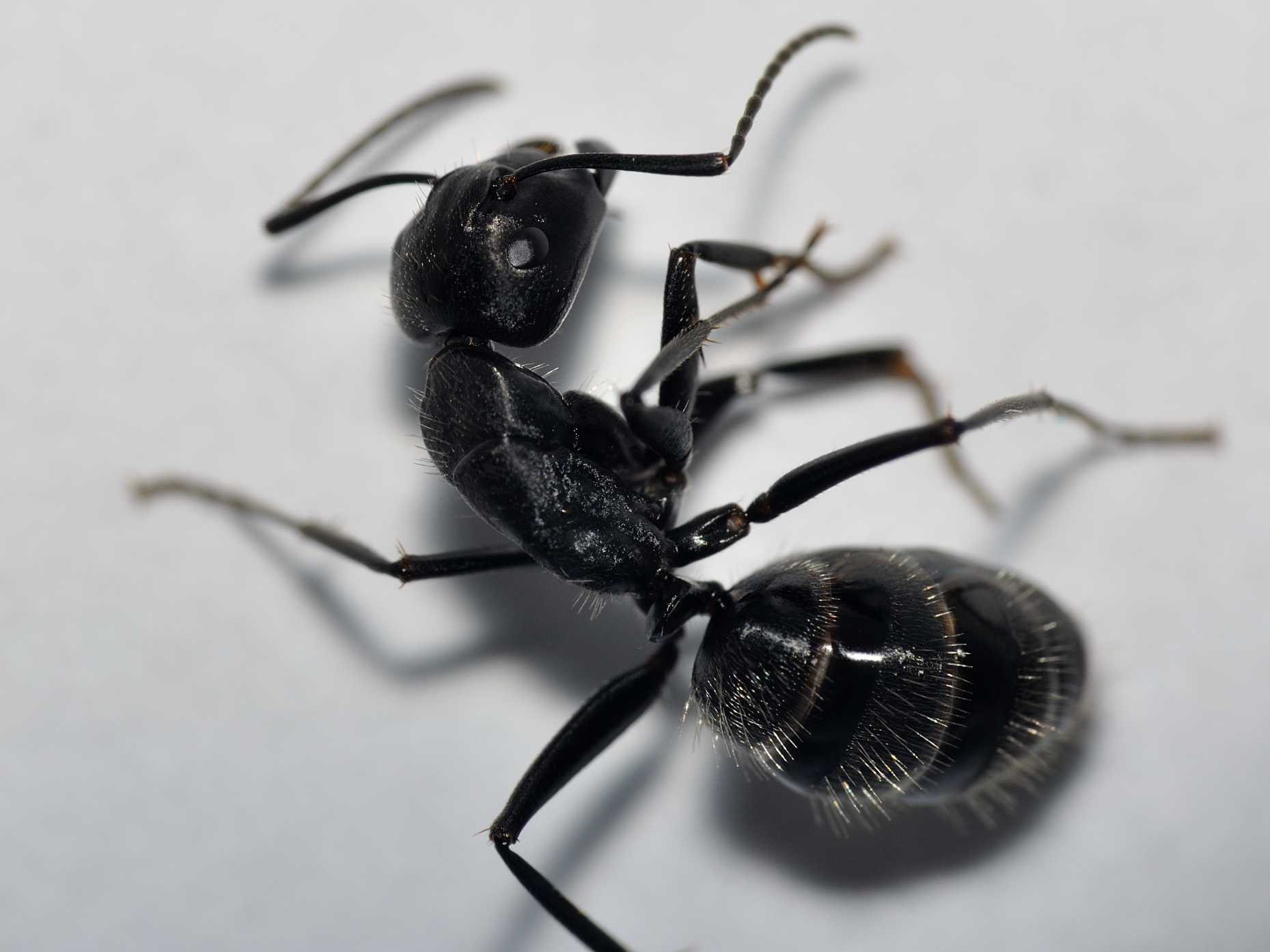 Camponotus vagus